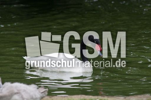 Schwarzhalsschwanschwan (7 von 7).jpg